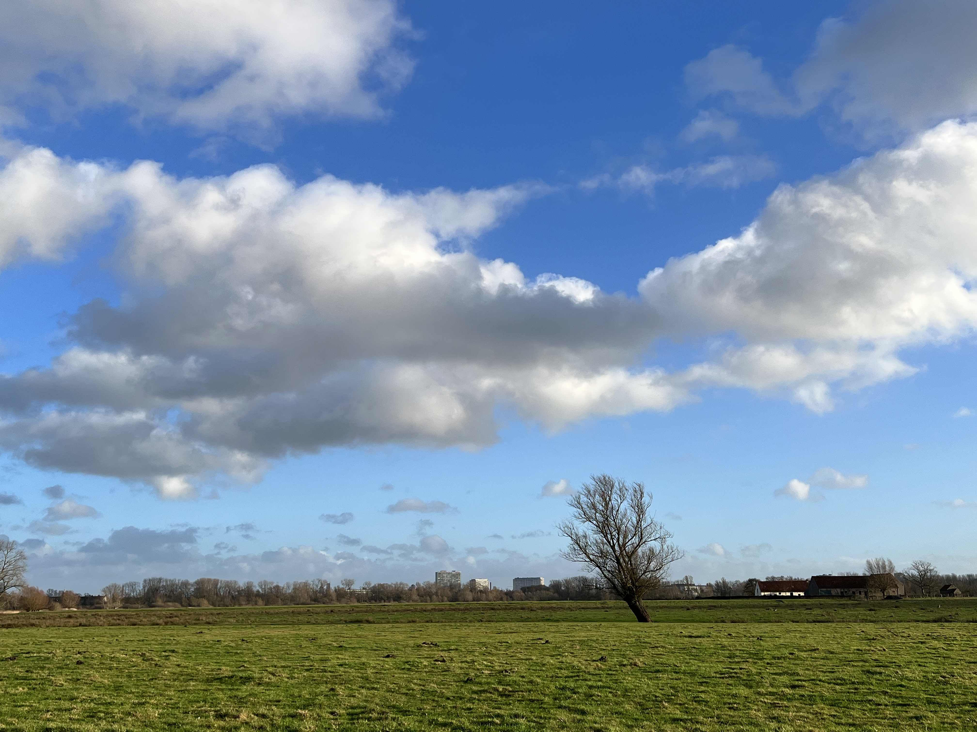 Thick clouds and a tree