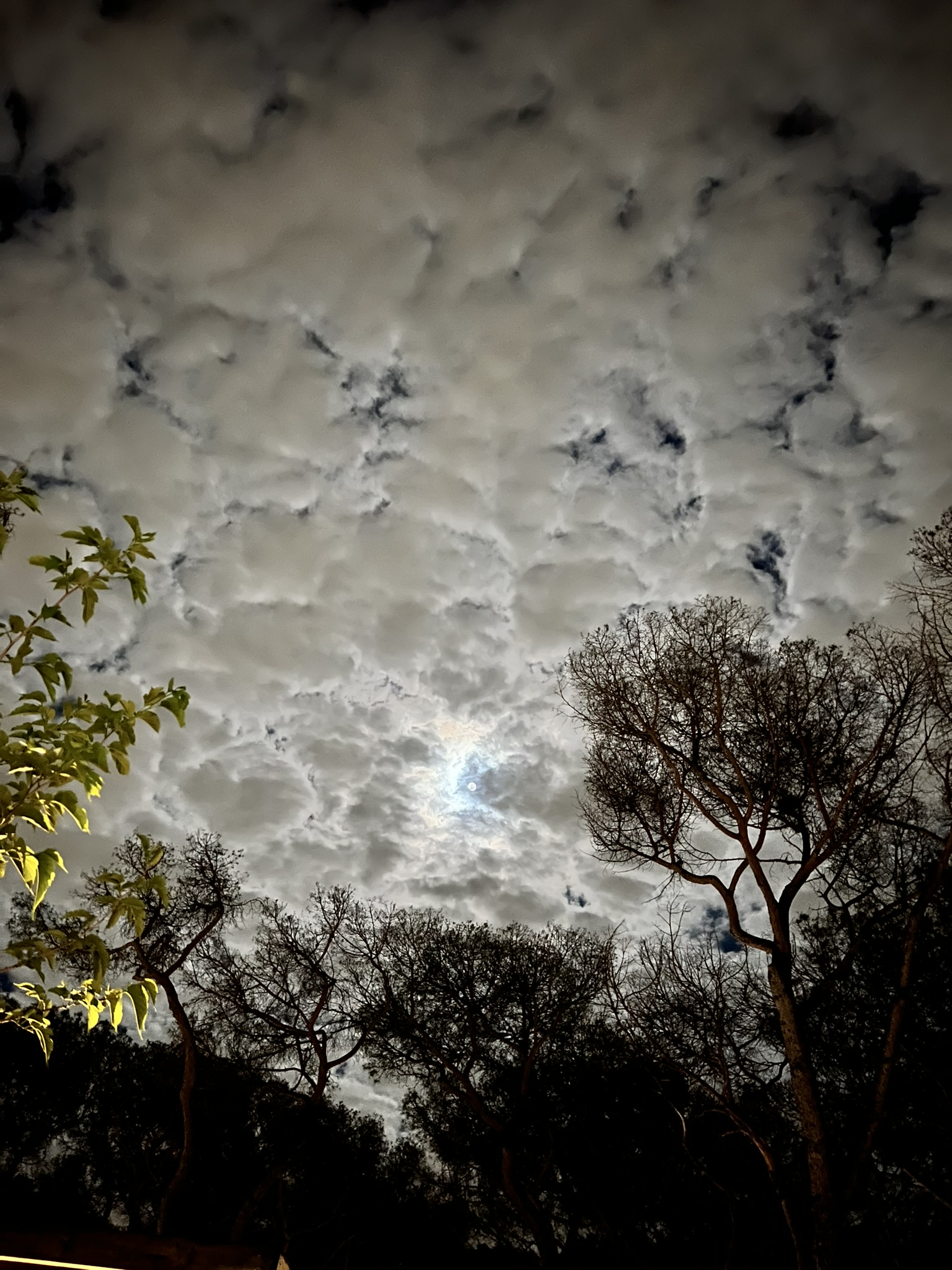 White clouds