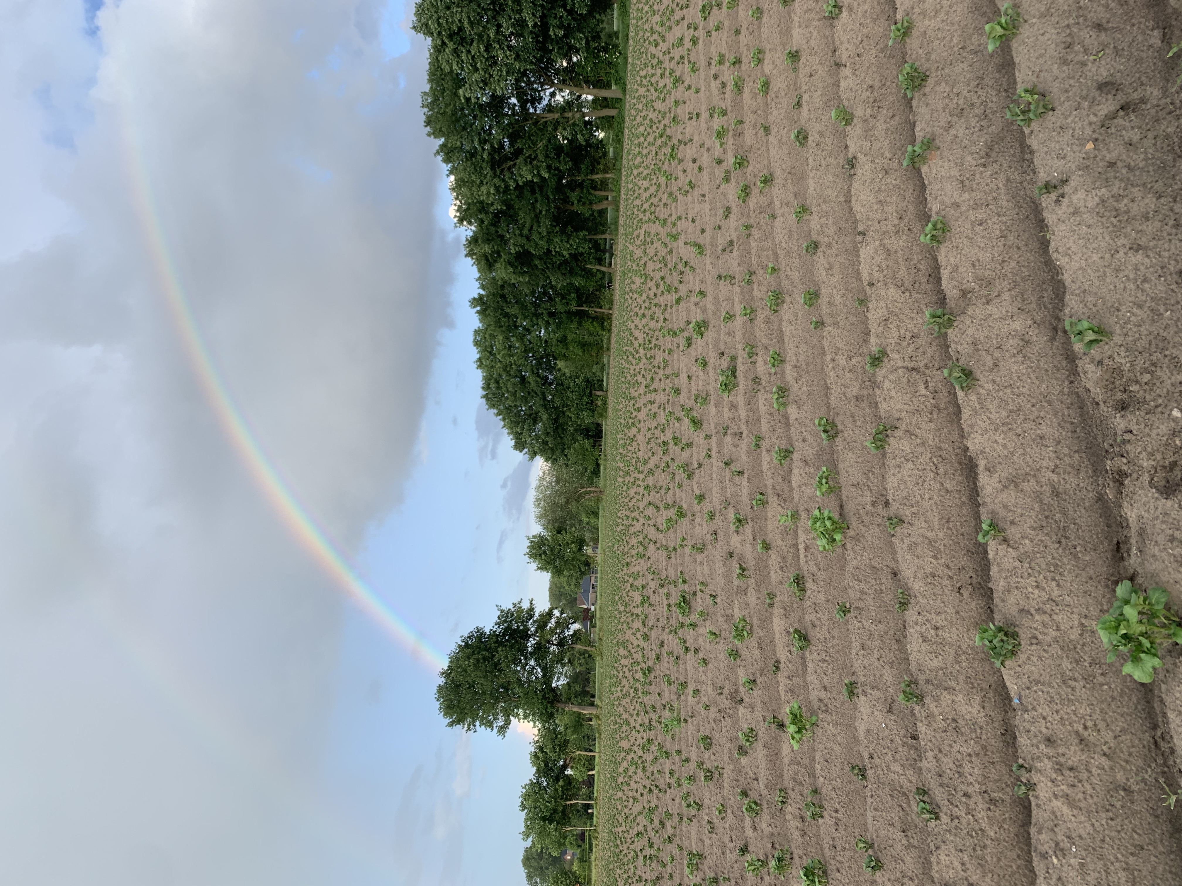 A rainbow!