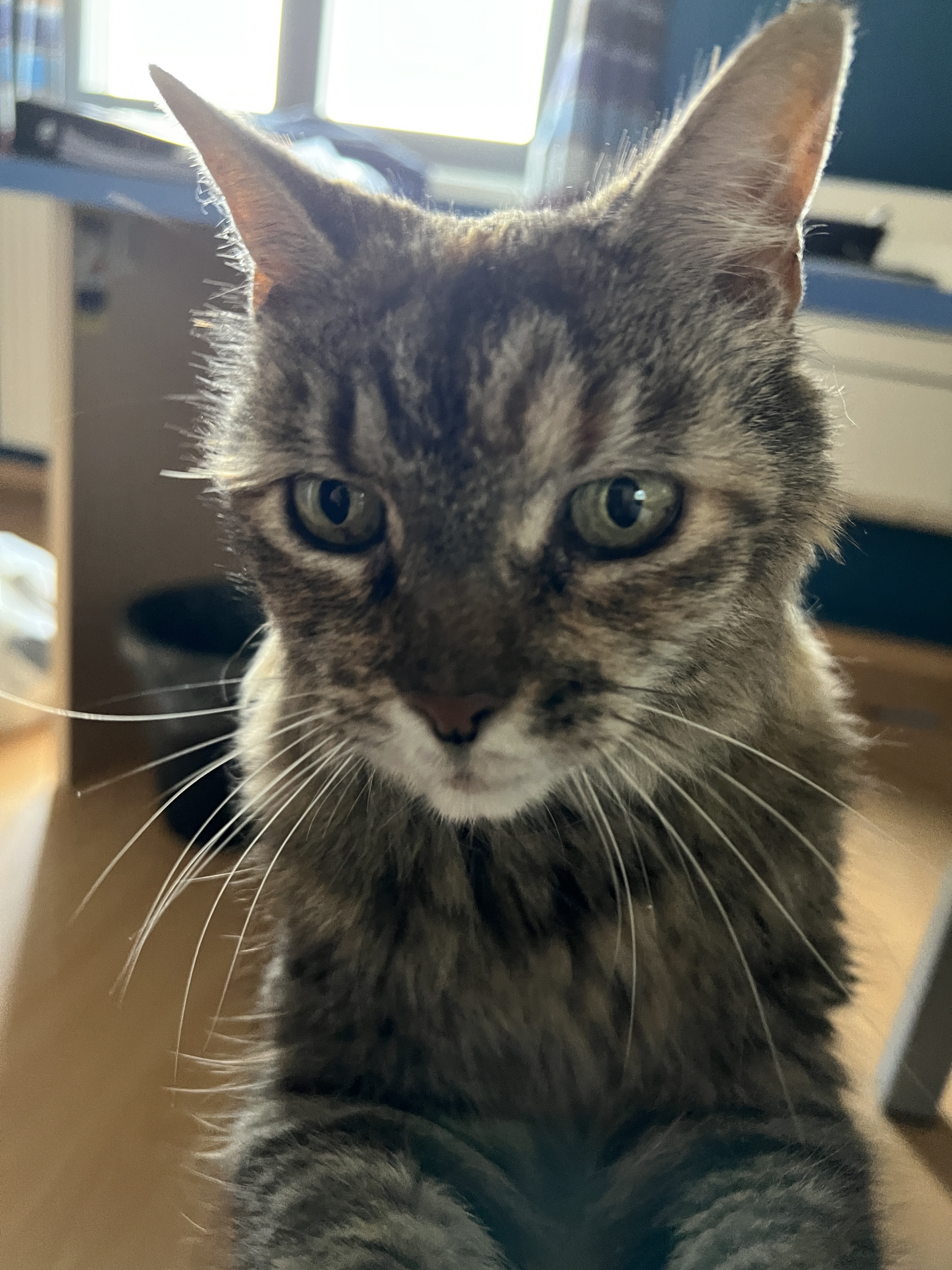Cat trying to get attention