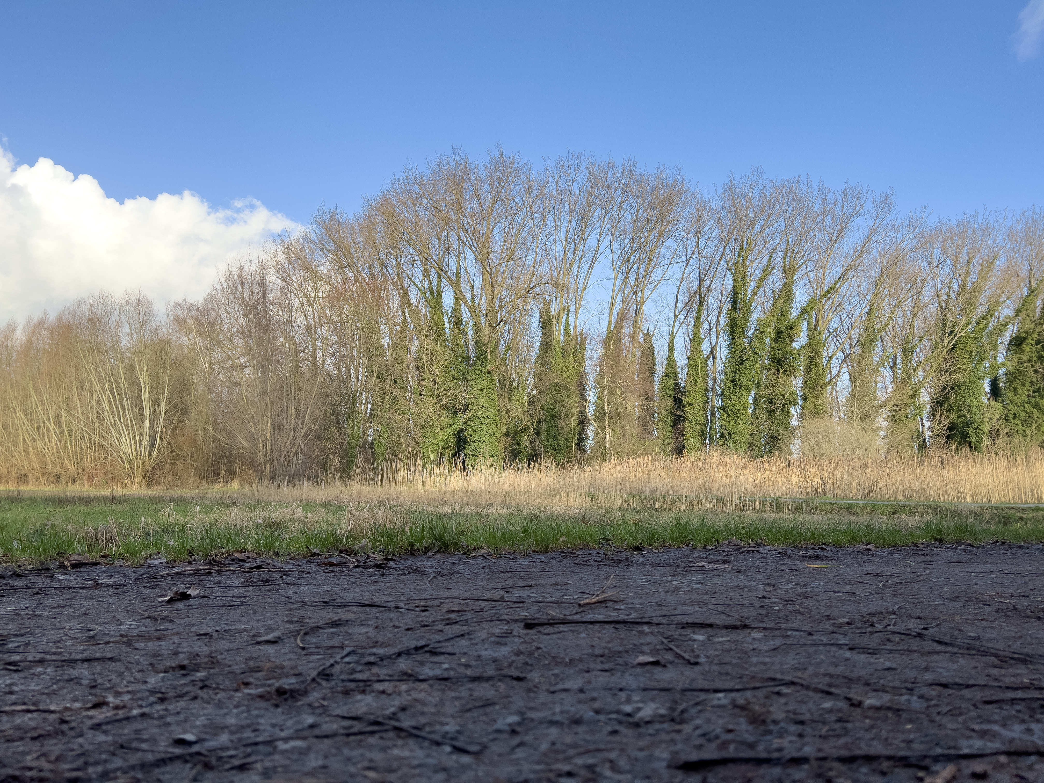 Large trees