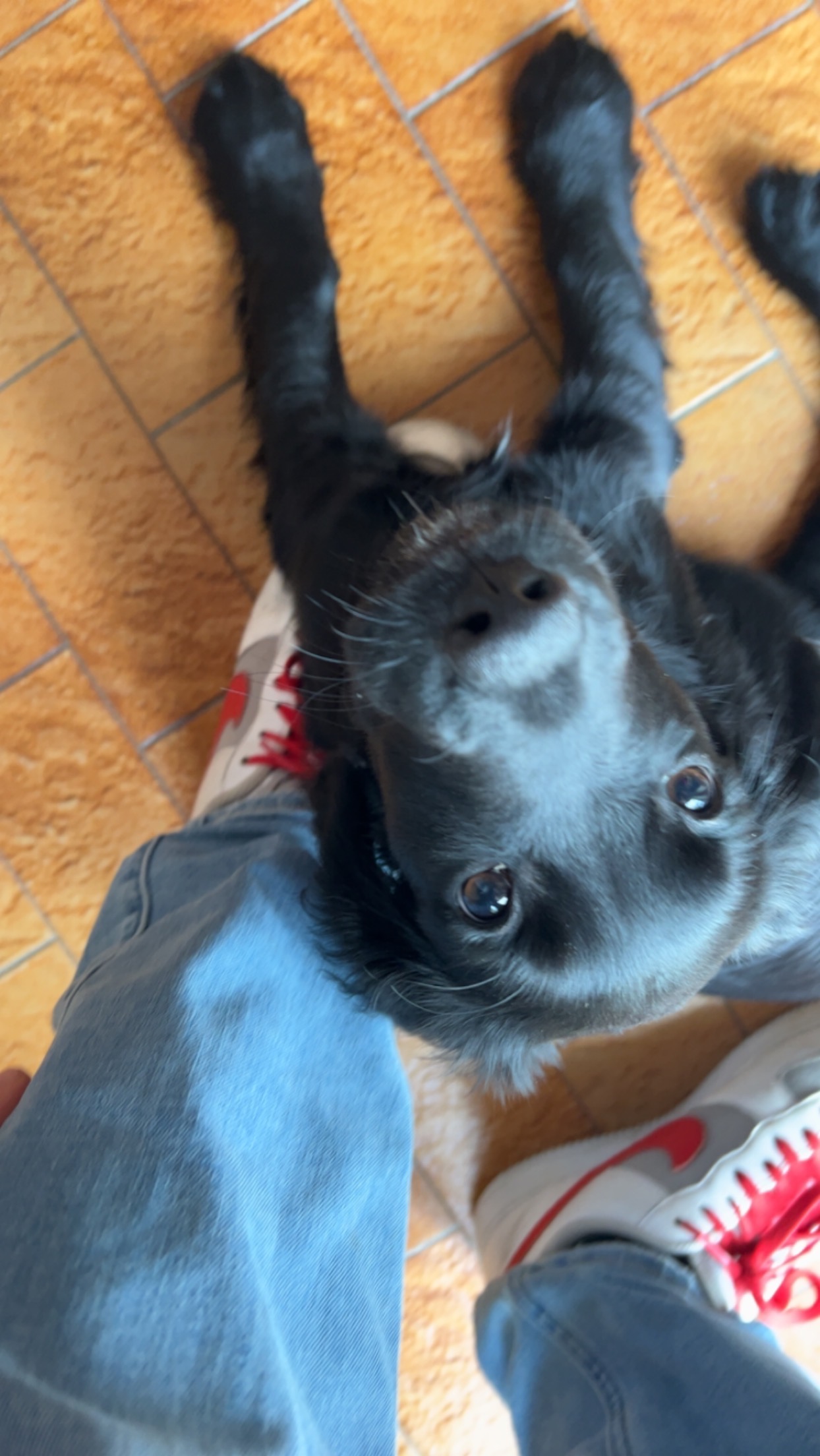 Lovely Doggo