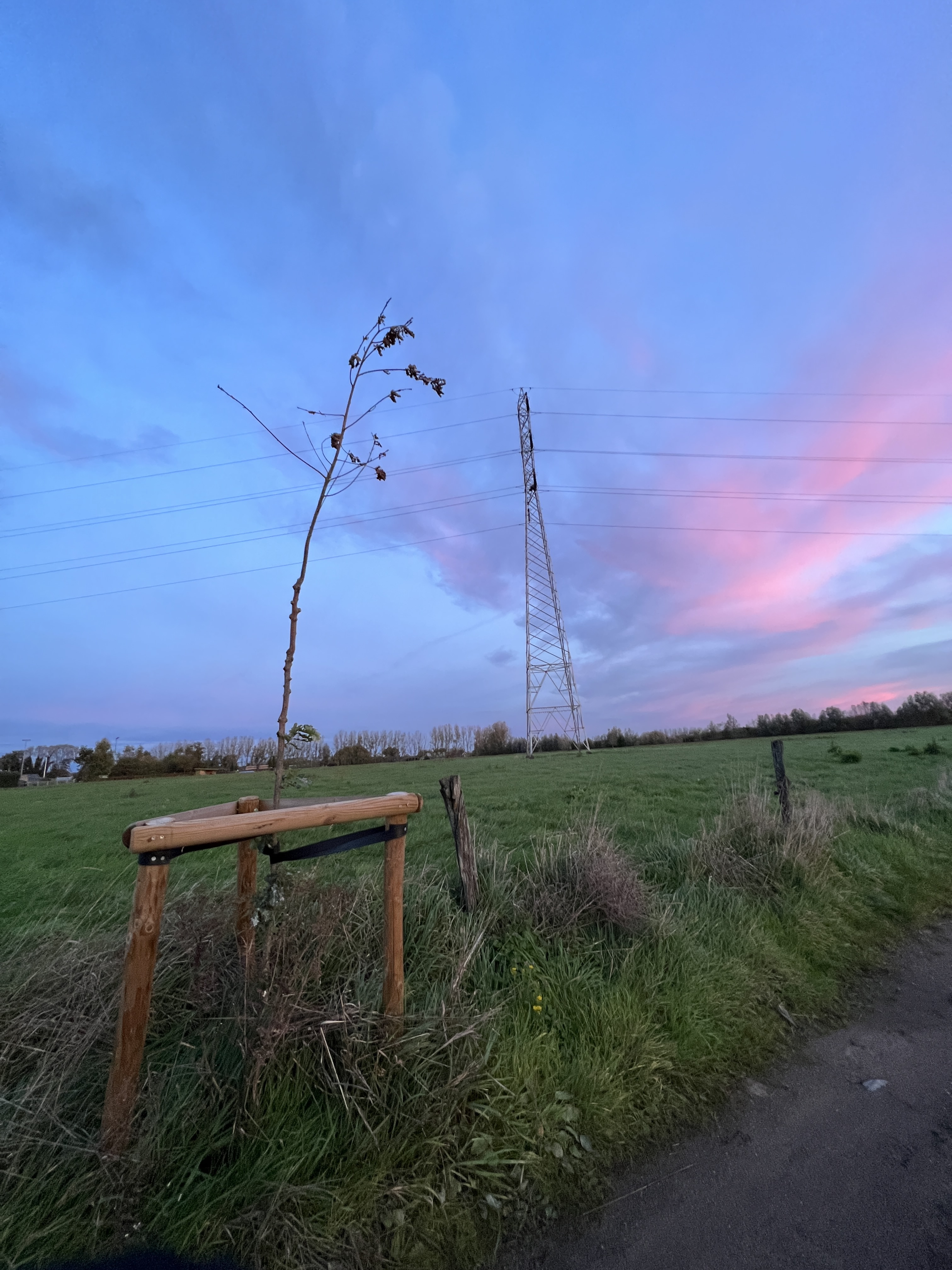 Small tree, large tower