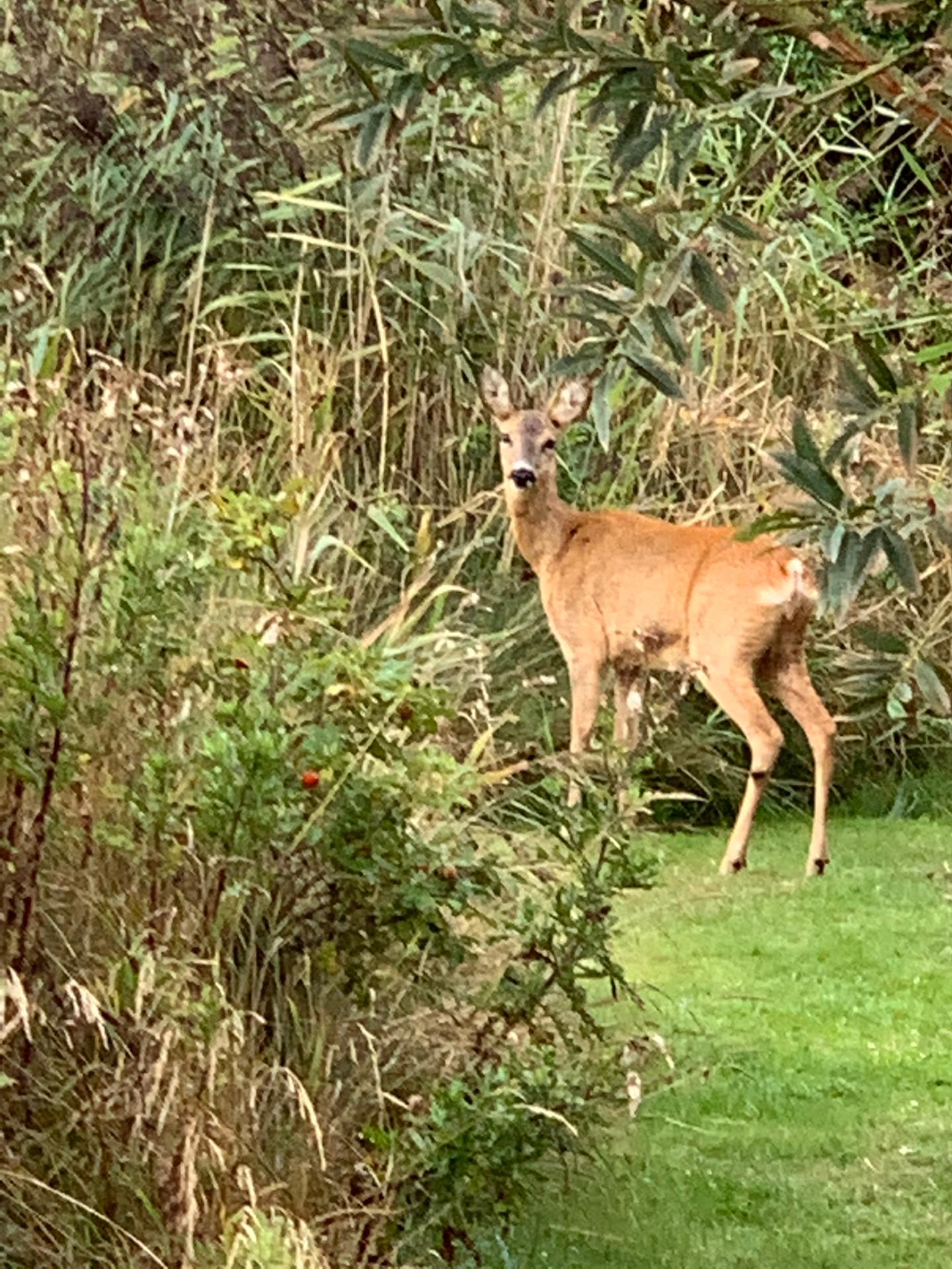 A deer lurking in the distance