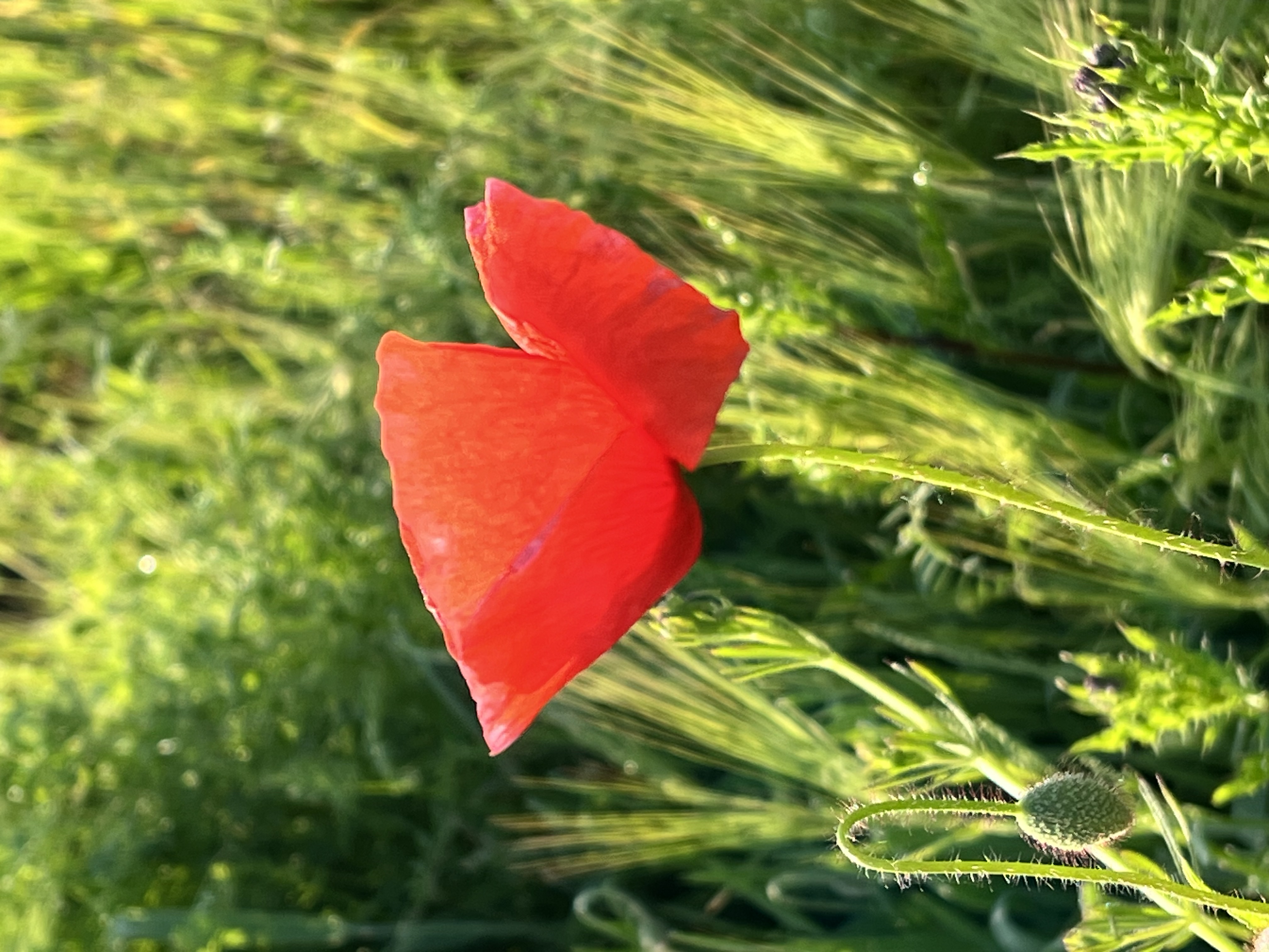 Common Poppy
