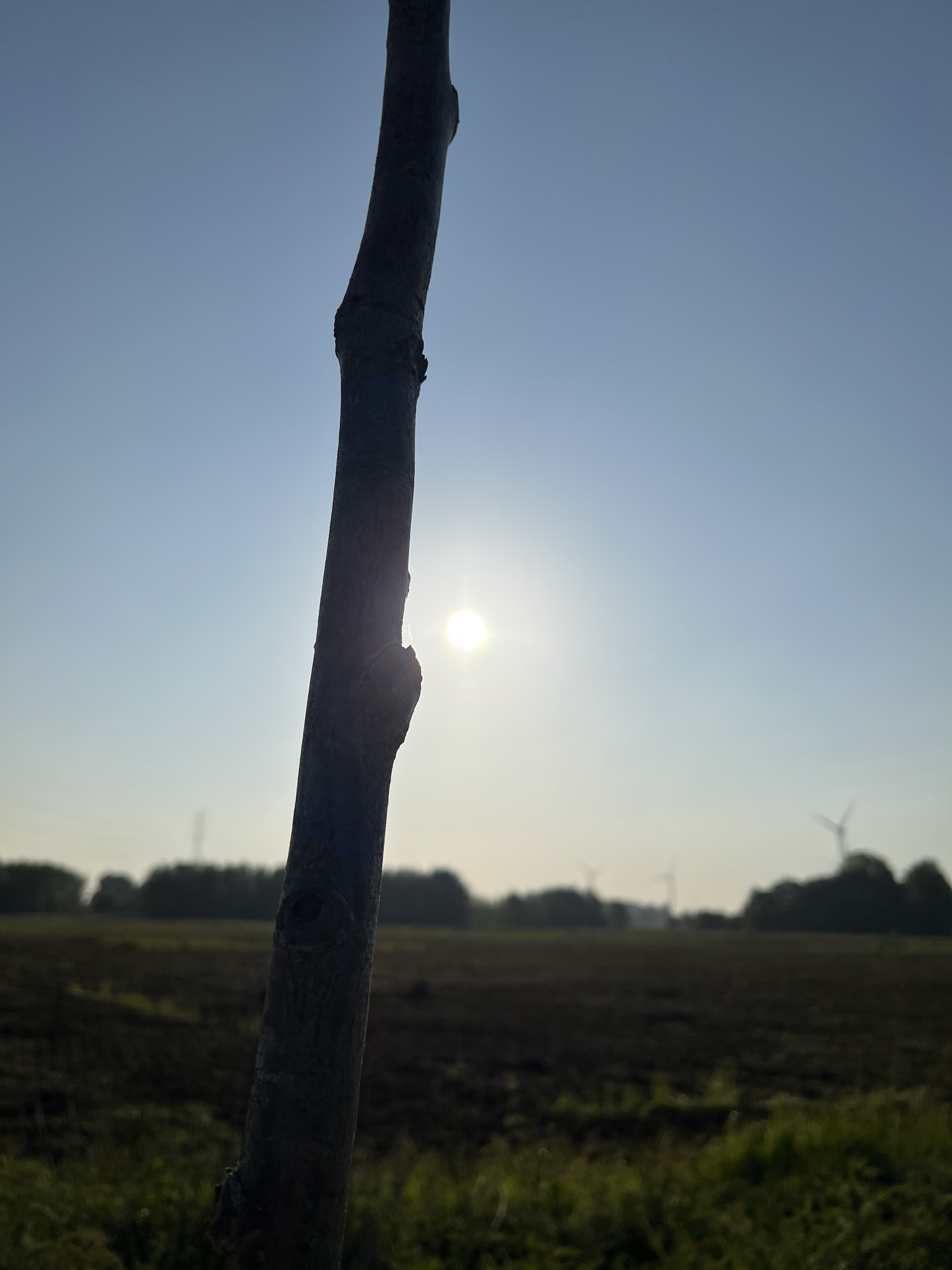 Focussed on a stick