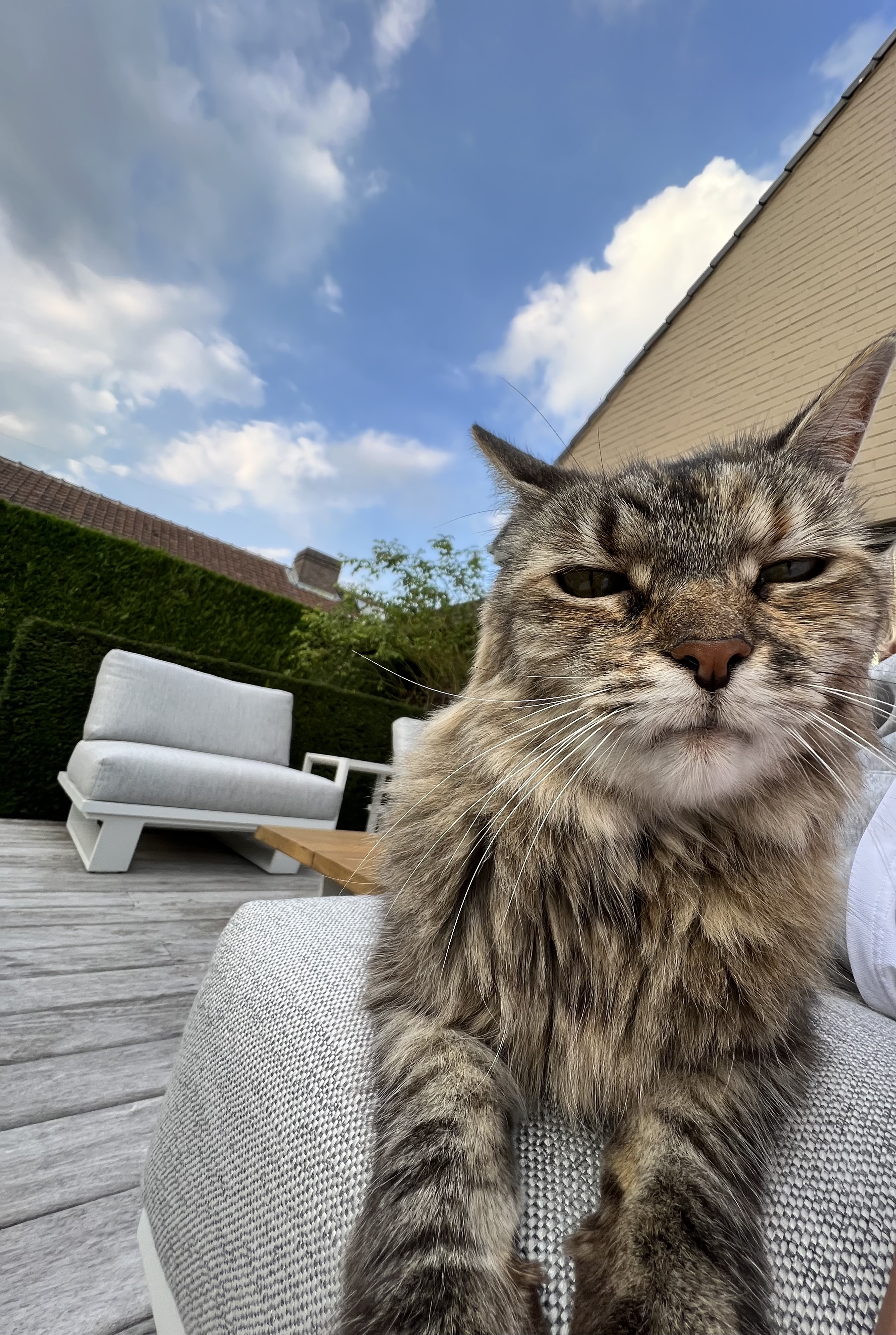 Cat sitting on the couch