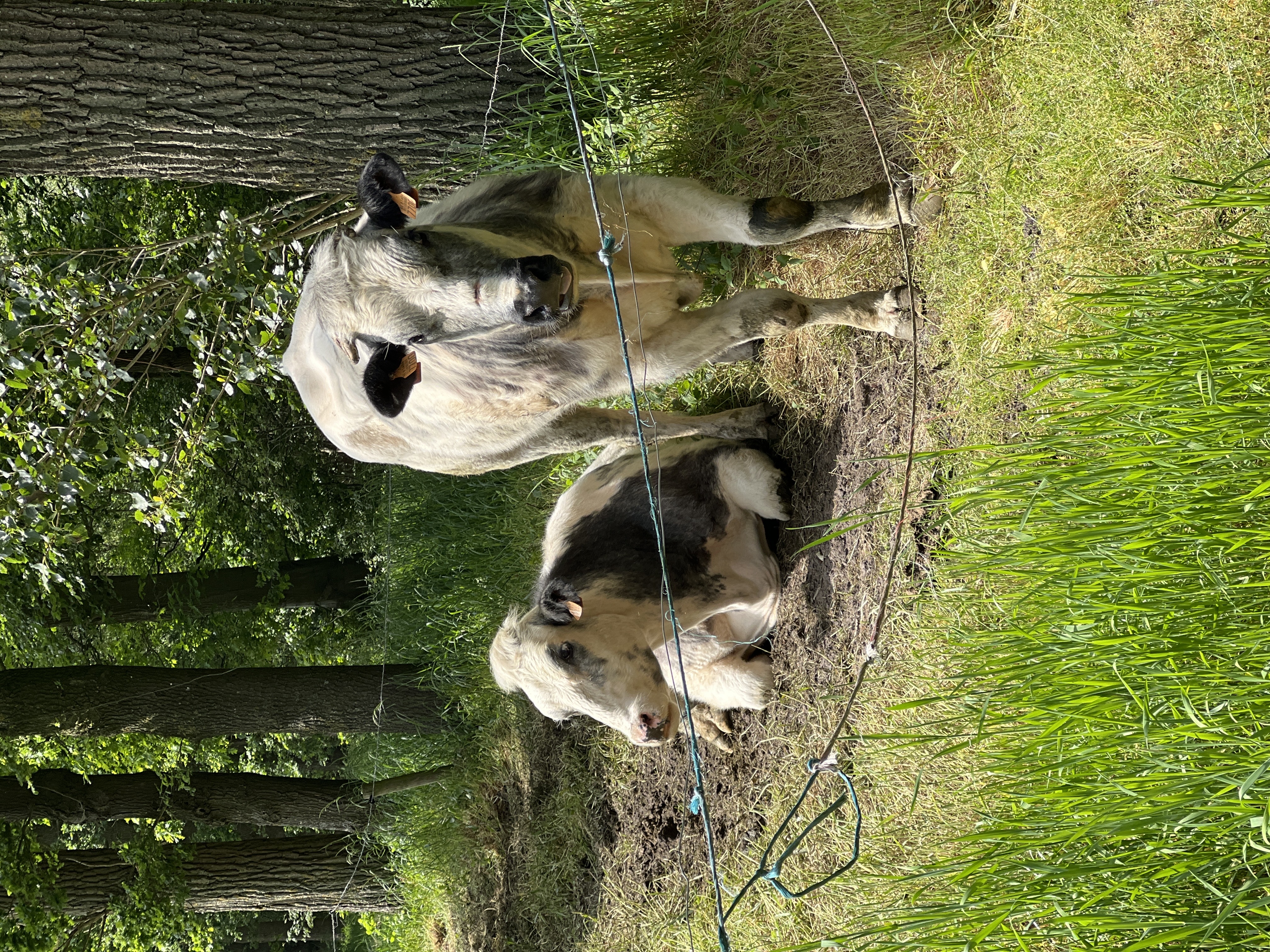 Cows